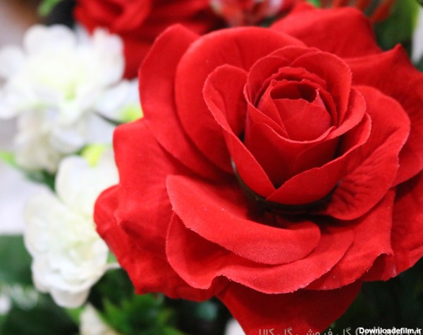 سبد گل رز قرمز و کوکب سفید | گلفروشی گل کالا | 70 هزار تومان