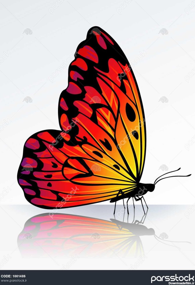 پروانه به آتش رنگی زیبا بر روی سطح منعکس کننده 1001486