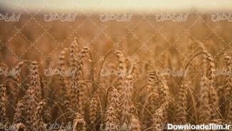 تصویر با کیفیت مزرعه گندم همراه با کشاورزی و خوشه گندم