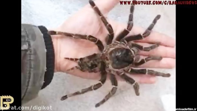 ۱۰ تا از مرگبار ترین و خطرناک ترین عنکبوت های جهان