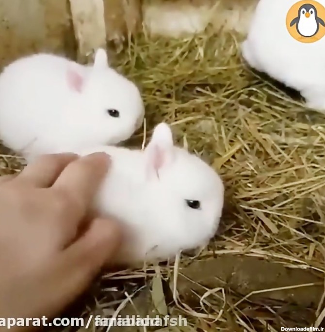 خرگوش های کوچولوی بامزه