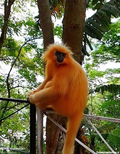 گونه های عجیب میمون ها (عکس)