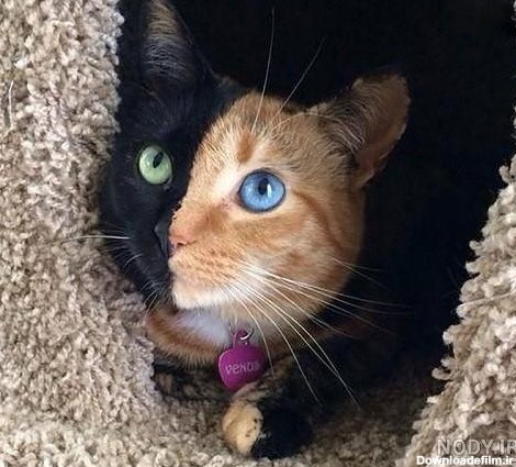 عکس های بامزه ترین گربه جهان