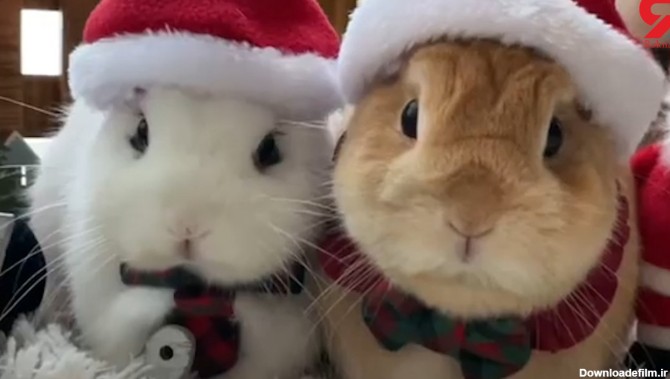 این خرگوش ها بابانوئل شدند + فیلم