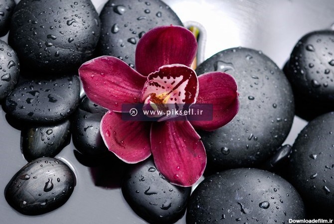 دانلود تصویر با کیفیت استوک قلوه سنگ های سیاه کنار گل