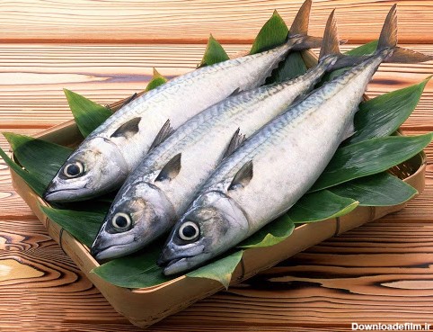 قیمت جدید انواع ماهی شمال و جنوب در غرفه های تره بار