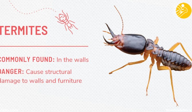 فرارو | انواع حشرات خانگی و بهترین راه‌های دفع حشرات