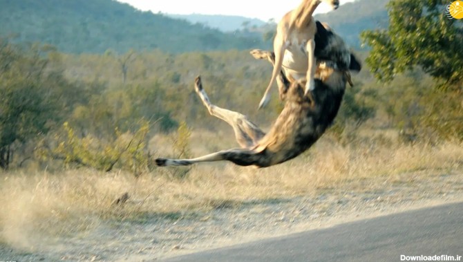 فرارو | (عکس) سگ وحشی یک ایمپالا را در هوا قاپید!