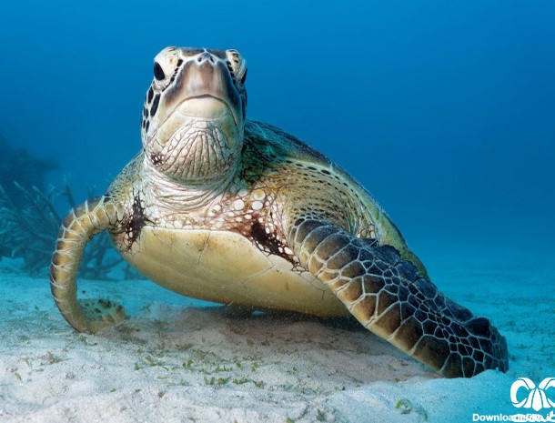 گونه لاکپشت سبز|لاکپشت‌های دریایی|لاکپشت آبزی