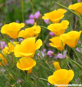 بذر گل شقایق کالیفرنیا زرد