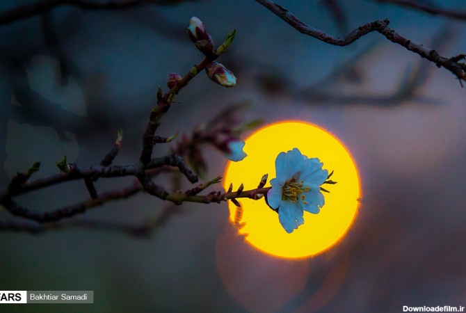شکوفه های بهاری سنندج (عکس)
