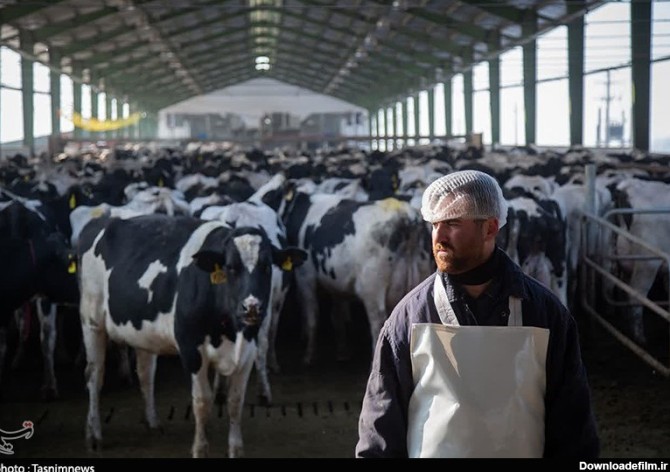 تامین 70 درصد گوشت قرمز یزد از واحدهای پرورش گاو شیری - تسنیم