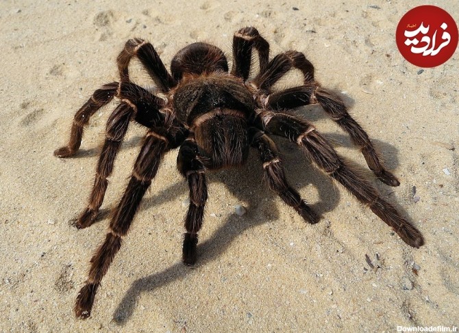 فرارو | تصاویری از بزرگترین و چِندش‌آورترین عنکبوت‌های دنیا