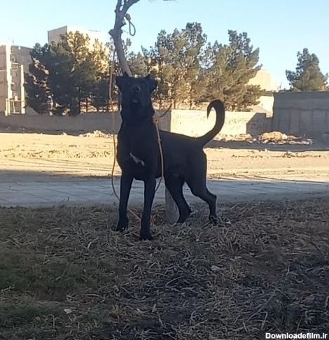 سگ سرابی پژدر سراب عراقی افغان خراسانی نگهبان|سگ|اسلام‌شهر, |دیوار