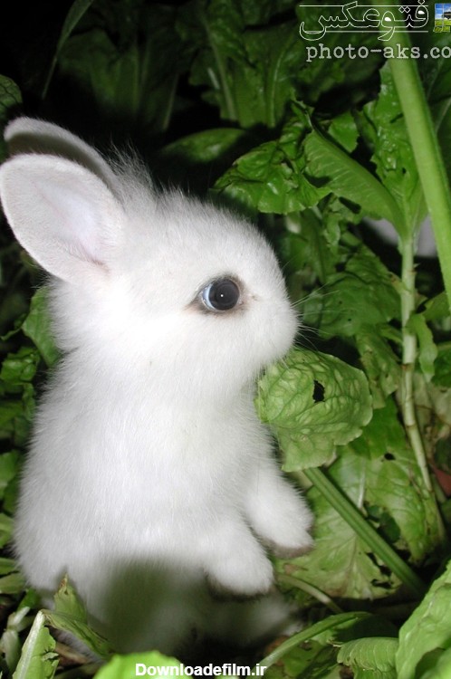 نازترین بچه خرگوش سفید جهان cute white rabbit