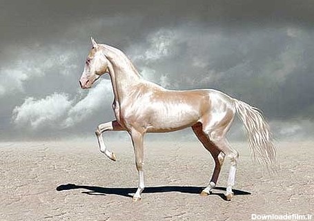 زیباترین اسب جهان/عکس