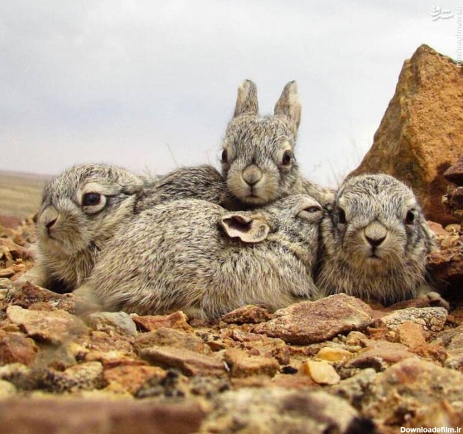 بهار و بچه خرگوش‌های بانمک +عکس - مشرق نیوز