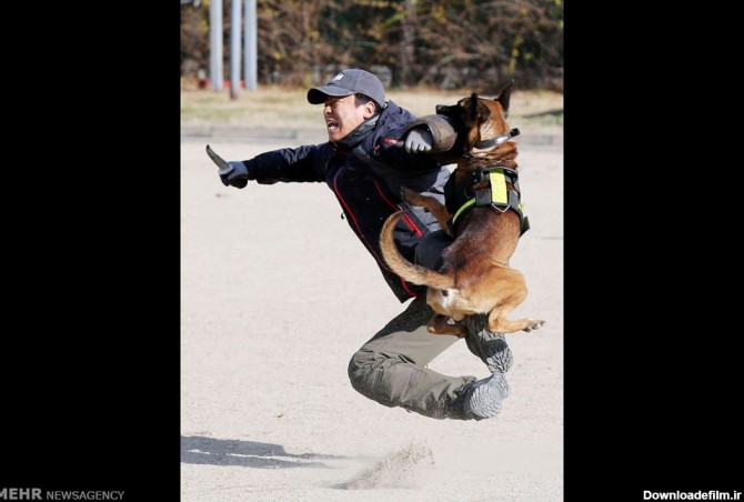 عکس/تمرین آموزشی سگ های پلیس