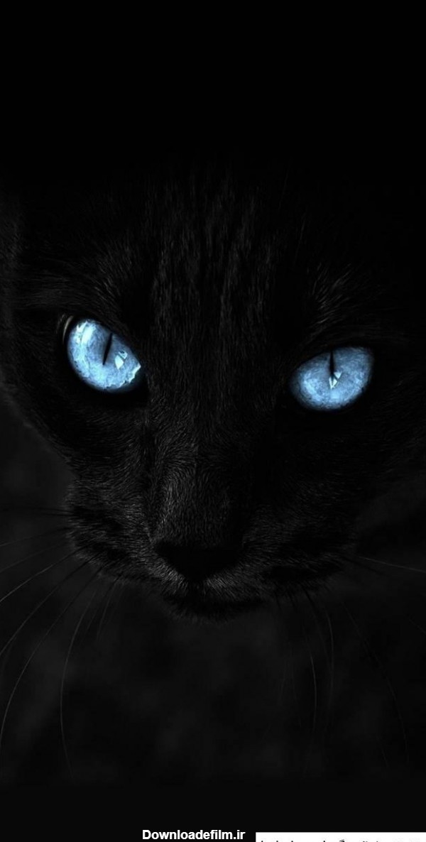 عکس سیاه گربه ❤️ [ بهترین تصاویر ]
