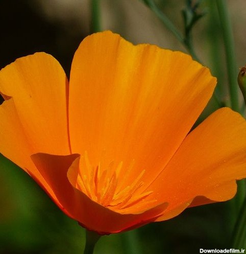 خرید بذر گل شقايق کالیفرنیایی پاكوتاه پرگل تک رنگ نارنجی