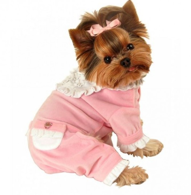 لاکچری ترین مدل لباس سگ خانگی فوق العاده شیک و جذاب سری 3