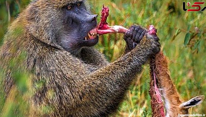 فیلم میمون غول پیکری که ایمپالا را زنده زنده خورد ! / شیر و ...