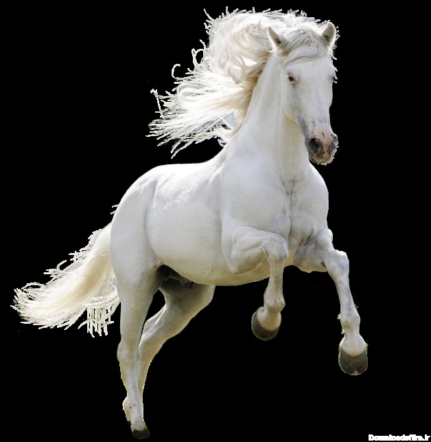 White Horse PNG - Running Horse – Free Download