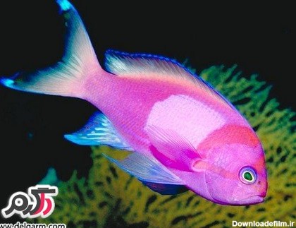 تصاویری از ماهی های زیبا و عجیب و غریب