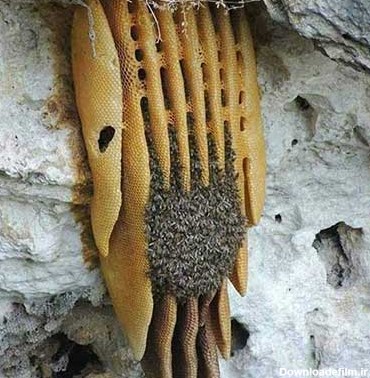 عکس عسل طبیعی وحشی