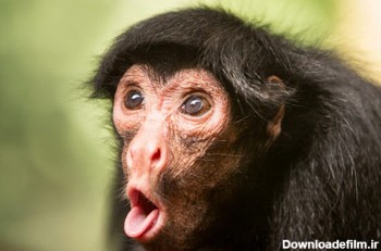 عکس بامزه تعجب میمون monkey surprised pictures
