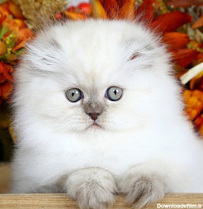 گالری عکس گربه پشمالو؛ زیبا و ملوس برای پروفایل | ستاره