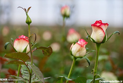 بزرگترین تولیدی گل رز هلندی در کویر