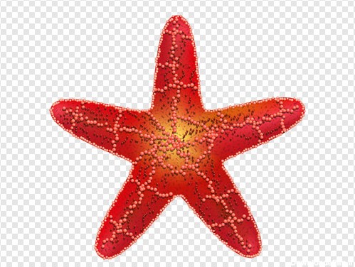 فایل png تصویر دوربری شده و ترانسپرنت ستاره دریایی