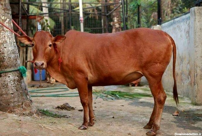 کوچک‌ترین گاو دنیا در این منطقه زندگی می‌کند+عکس