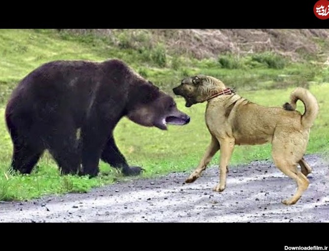 (ویدئو) چند نبرد آخرالزمانی سگ کانگال ترکیه ای با خرس های قهوه ای غول پیکر