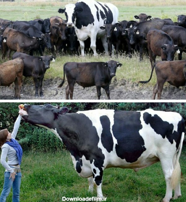 آخرین خبر | بزرگ‌ترین گاو دنیا در استرالیا!