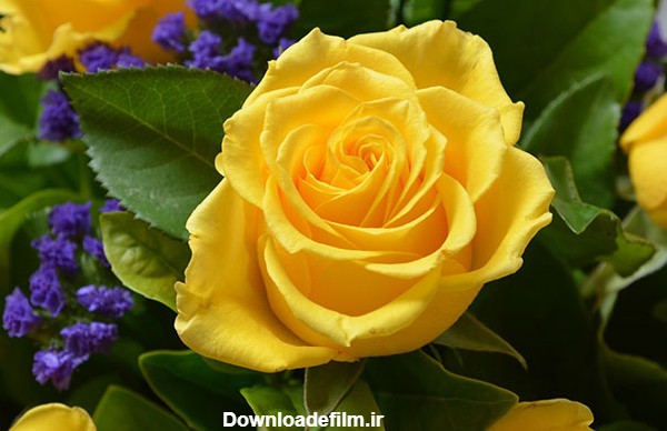 عکس گل رز زرد طبیعی