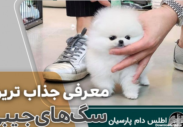 سگ جیبی | عکس و ویدیو 7 نژاد سگ جیبی