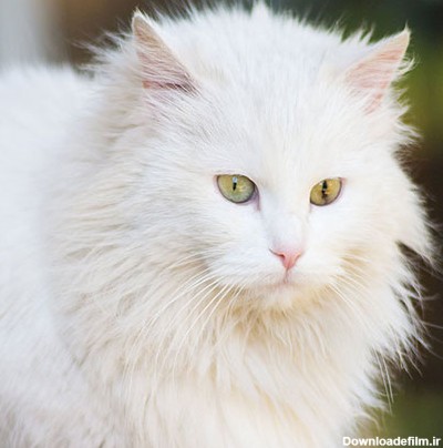 گالری عکس گربه پشمالو؛ زیبا و ملوس برای پروفایل | ستاره