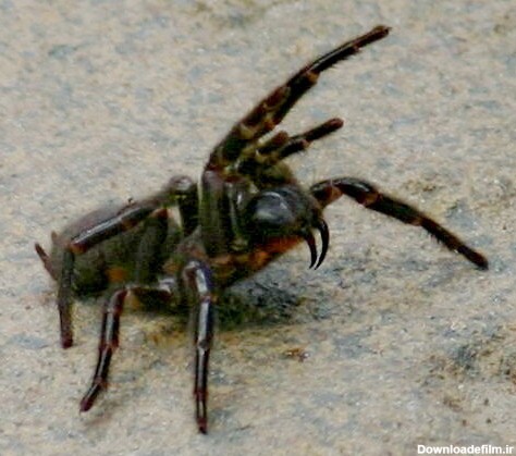کشنده‌ترین عنکبوت دنیا/ شکارچی ترسناک کجا زندگی می‌کند؟ / عکس ...