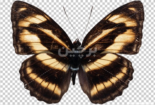 Borchin-ir-free png of a butterfly13 مجموعه عکس پروانه ها با طرح های مختلف۲
