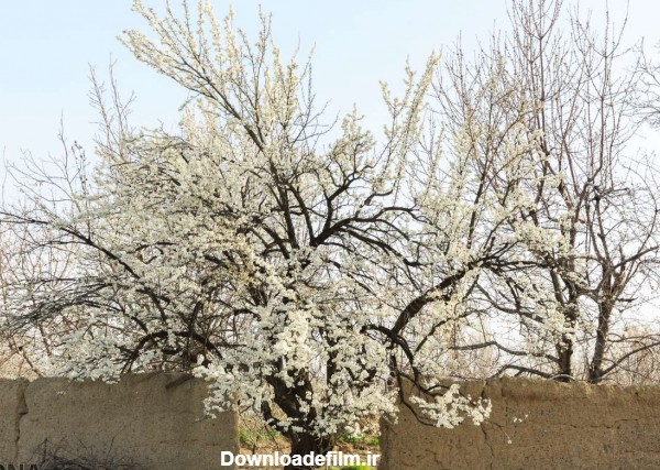 ایران زیباست؛ شکوفه های بهاری در آذربایجان شرقی (عکس)