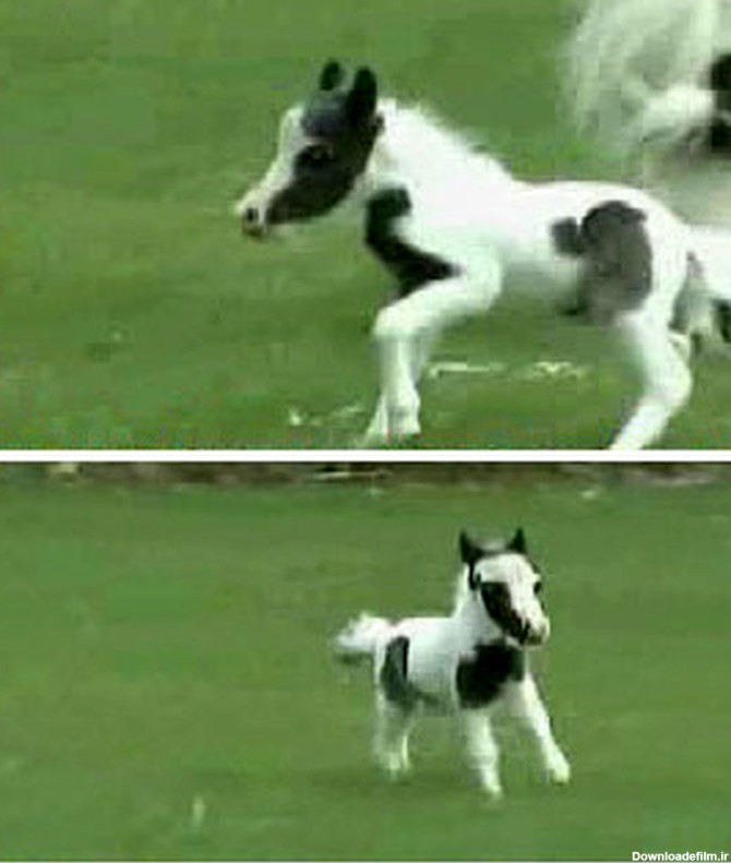 تولد کوچکترین اسب دنیا در امریکا+ تصویر