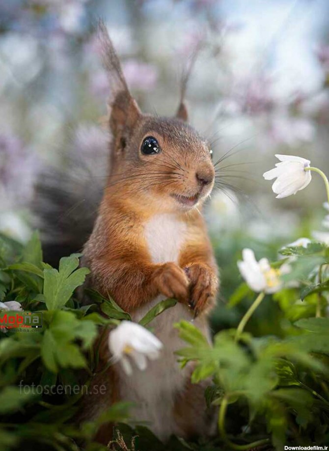 ژست های جالب سنجاب برای عکاسی!