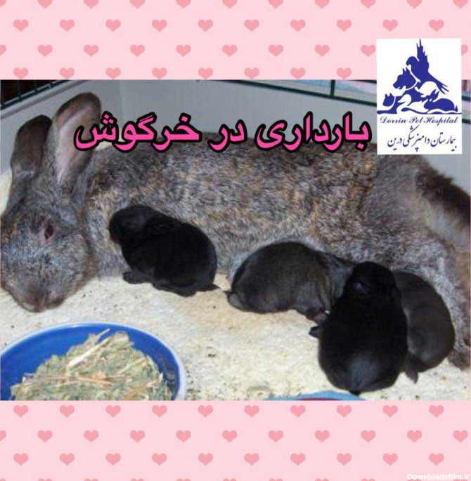 علائم تشخیص بارداری خرگوش ماده | دامپزشکی | بیمارستان دامپزشکی درین