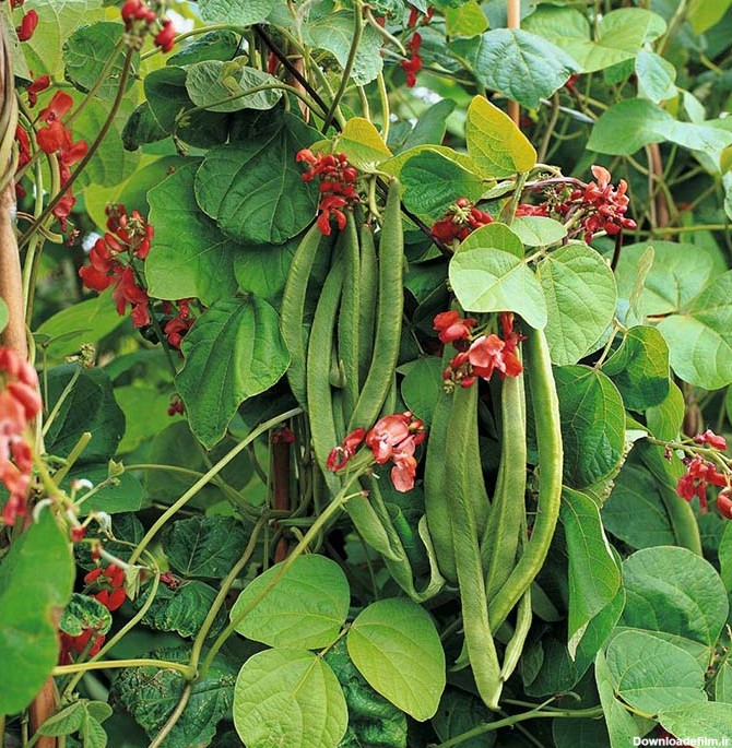 بذر لوبیا قرمز اصیل ایرانی ارگانیک بسته 30 عددی - فردین کشت
