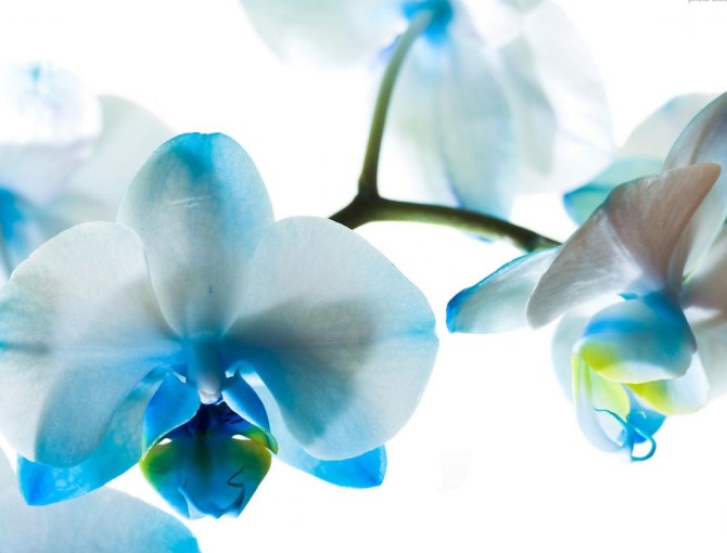 گل آبی | گالری آیه های انتظار