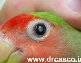 عفونت چشم پرندگان+ نشانه ها و درمان - دکتر کاسکو