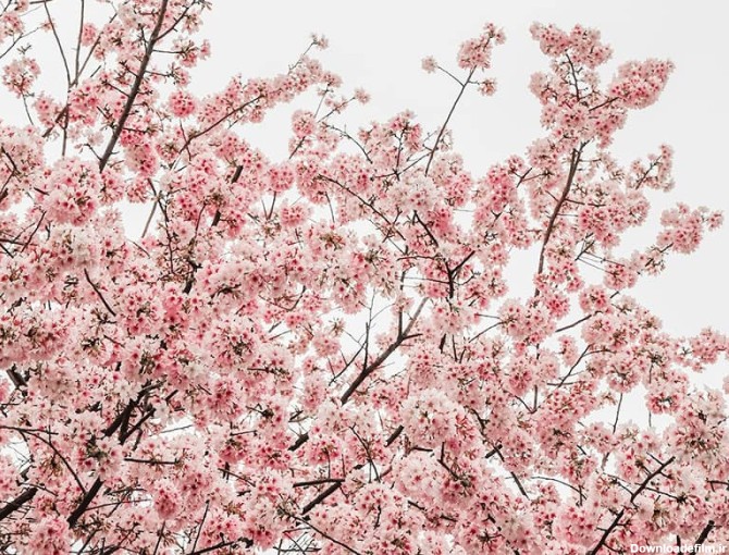 شکوفه صورتی درختان در بهار