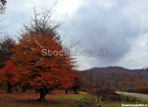 درخت پاییز - درختان - طبیعت - استوک فوتو - خرید عکس و فروش عکس و ...